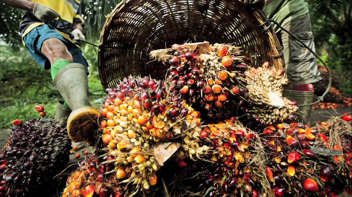 Govt commits to sustainable oil palm production 